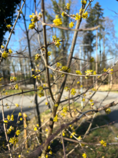 Kornelkirsche (Foto: Lina Bonafiglia)